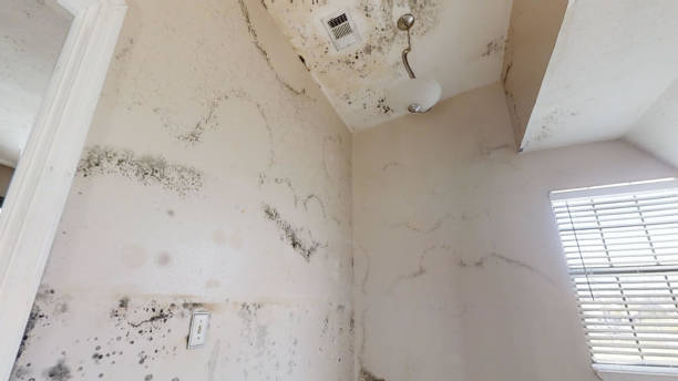 Best Industrial Mold Remediation  in Swepsonville, NC