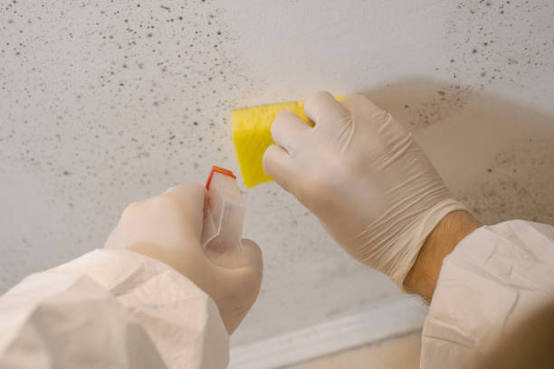 Swepsonville, NC Mold Removal Pros