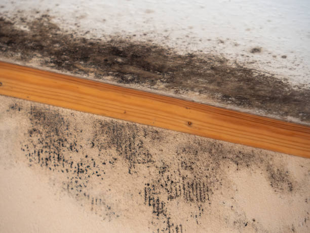 Best Mold Damage Restoration  in Swepsonville, NC