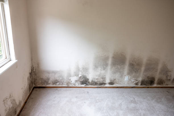 Mold Remediation for Rental Properties in Swepsonville, NC