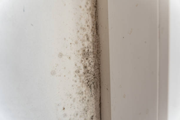 Mold Documentation for Insurance Claims in Swepsonville, NC