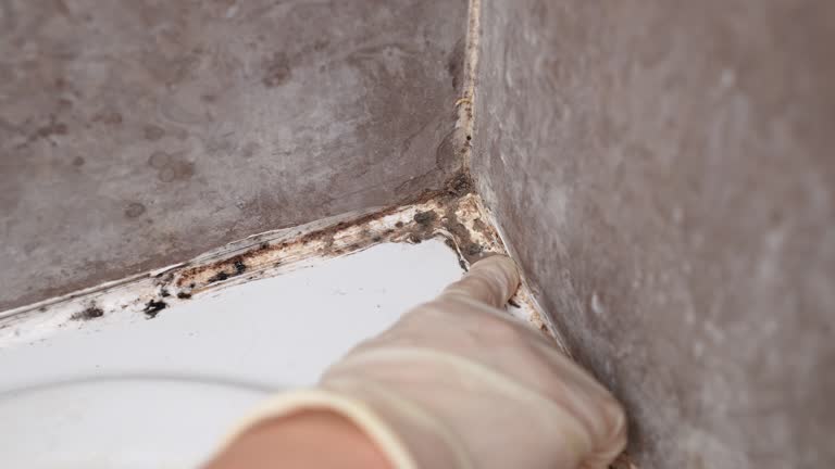 Best Mold Remediation for Healthcare Facilities  in Swepsonville, NC